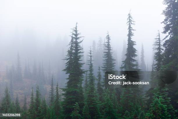 Misty Natural Scene Of Pine Woodland During Winter Season Stock Photo - Download Image Now
