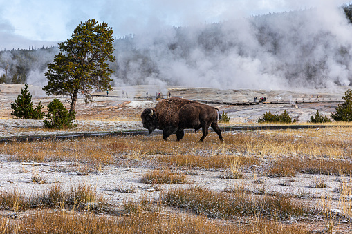 Bison eating grass inside area of Old Faithful, famous geyser of Yellowstone National Park, Wyoming, USA with smoke from geothermal heat of many geyser basins.
