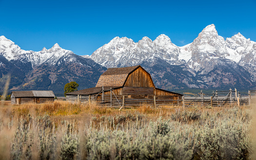 Iconic wooden barn of Mormon Row Historical District in agriculture field with background of snowcapped Grand Teton mountain range with clear blue sky.