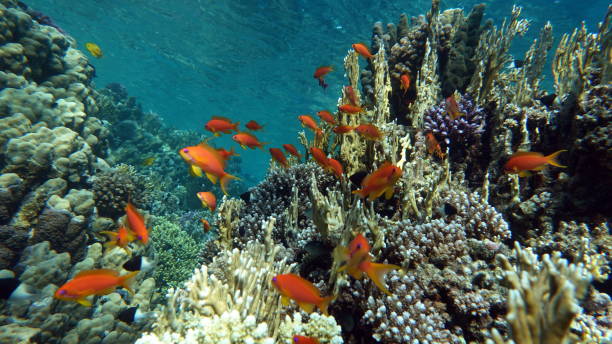 istock Beautiful fish on the Red Sea reef. 1403206613