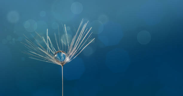 goccia di rugiada su una macro di semi di tarassaco in natura. - dandelion water dandelion seed dew foto e immagini stock