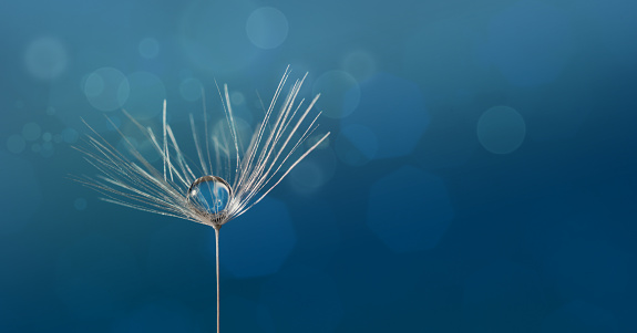 Water drop on a dandelion seed macro in nature. Dewdrop on dandelion. Beautiful blue background with bokeh , copy space
