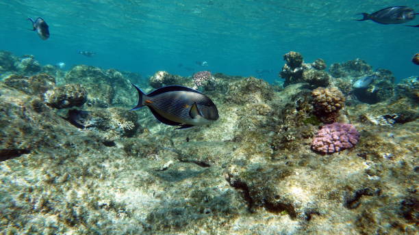 istock Beautiful fish on the Red Sea reef. 1403207568