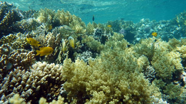 istock Beautiful fish on the Red Sea reef. 1403207750