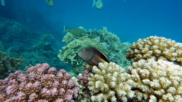 istock Beautiful fish on the Red Sea reef. 1403208205