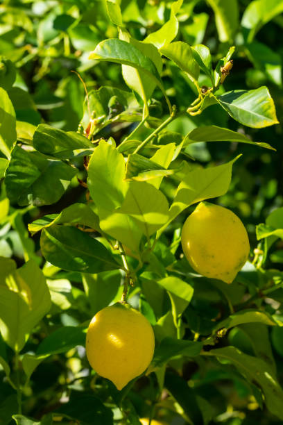 Reife Zitronen hängen an einem Baum. Anbau einer Zitrone – Foto