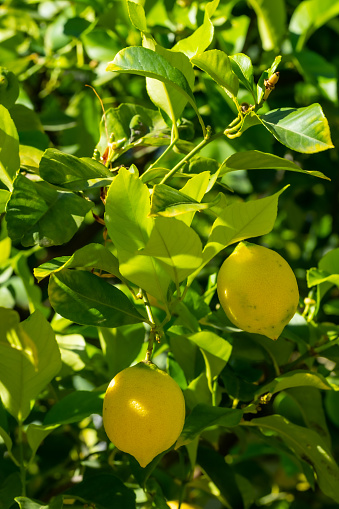 Ripe lemons hanging on a tree. Growing a lemon.  Mature lemons on tree.. Selective focus and close up.