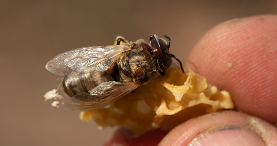 The bee is affected by the varroa mite and a piece of beeswax in the beekeeper's hand. Varroa mite causes serious damage to bee colonies and apiaries.