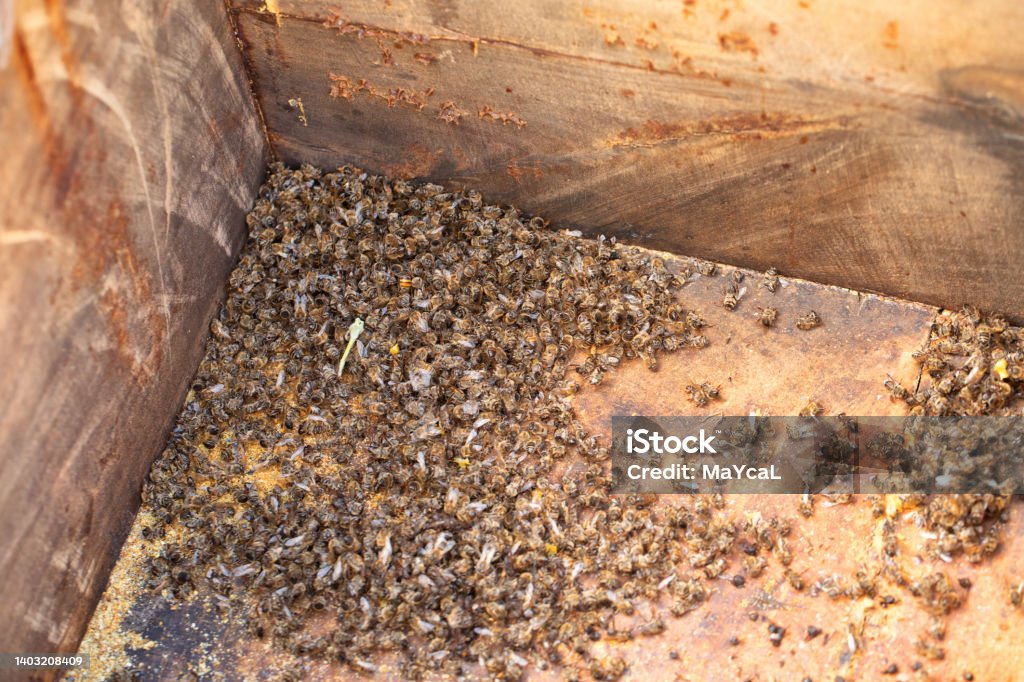 Smashed Bee Dead Bees In The Hive That Did Not Survive The Winter Or Destroyed By ...
