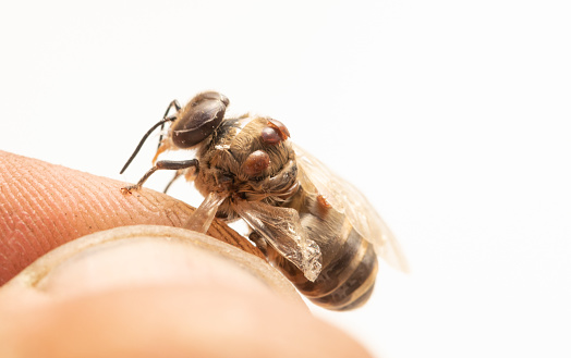 Dead bee infected with varroa mite in beekeeper's hand, close-up selective focus. on a light BACKGROUND