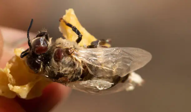 The bee is affected by the varroa mite and a piece of beeswax in the beekeeper's hand. Varroa mite causes serious damage to bee colonies and apiaries.