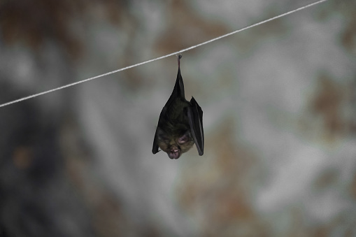 A bat in dark cave. Mammal animal