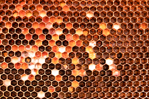 Pollen frame in the hive. Texture. Wax with harvested pollen. Close-up.