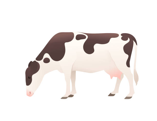Dairy cattle ayrshire cow spotted domestic mammal animal cartoon design vector illustration on white background Dairy cattle ayrshire cow spotted domestic mammal animal cartoon design vector illustration on white background. ayrshire cattle stock illustrations