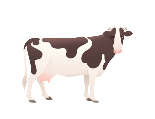 Dairy cattle ayrshire cow spotted domestic mammal animal cartoon design vector illustration on white background Dairy cattle ayrshire cow spotted domestic mammal animal cartoon design vector illustration on white background. ayrshire cattle stock illustrations