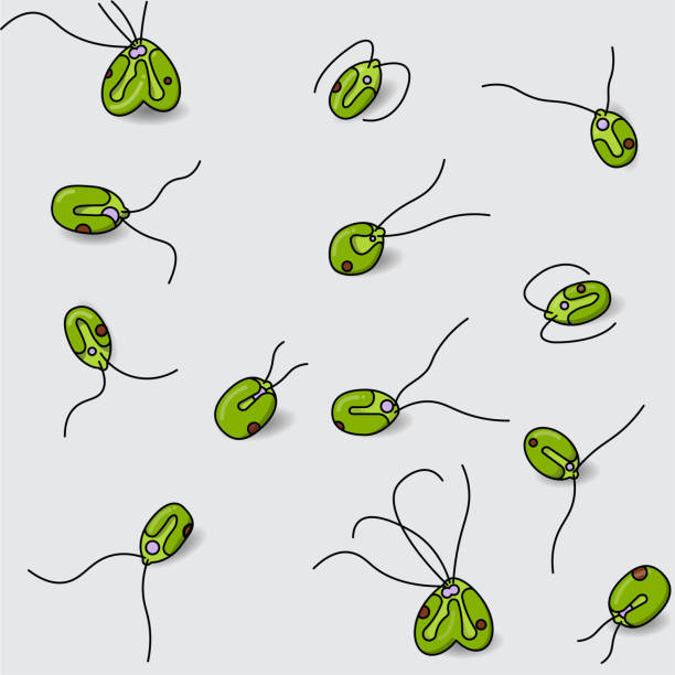 Chlamydomonas reinhardtii Chlamydomonas reinhardtii was the first developed as a model organism to elucidate fundamental cellular processes such as photosynthesis, light perception and the structure, function and biogenesis of cilia. chlamydomonas stock illustrations