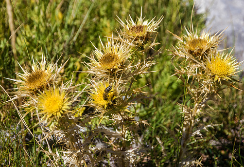 Yellow mountain dried flowers, Biokovo, Croatia