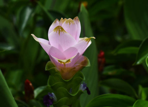 istock flower p[nk flowerbeautyfull 1403211329