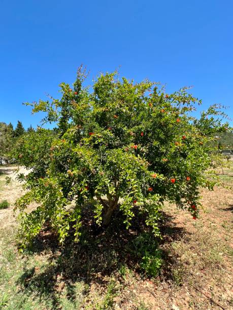 Oranges on orange tree in orchard on Ibiza, Balearic Islands, Spain