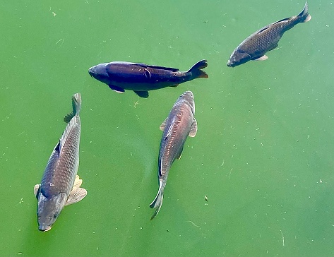 The image shows a school of tilapia swimming around in a large fish pond in the park, waiting to be fed by a group of tourists in the park.