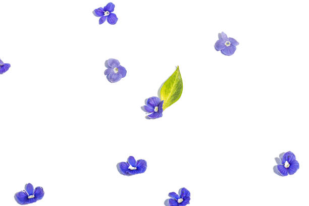 Pansy (Viola x Wittrockiana) is a large-flowered hybrid plant, cultivated as a garden flower.