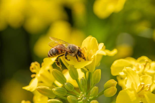 istock Honey bee collects nectar on a rapeseed flower. 1403216441