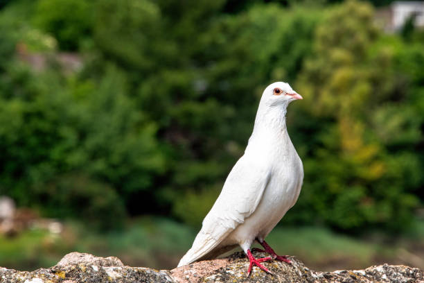 istock Wild white pigeon on the wall 1403216965