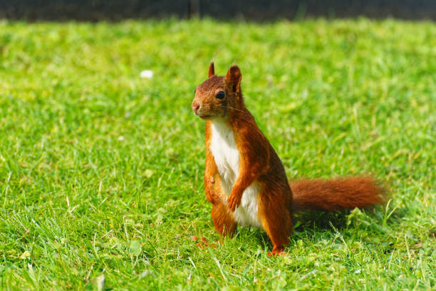 Squerrel Standing 10,600+ Standing Squirrel Stock Photos, Pictures & Royalty-Free Images ...