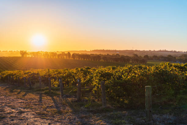 istock Vineyards in McLaren Vale at sunset 1403219500