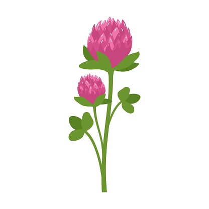 Sprig of clover flower with pink petals and green shamrock leaves. Symbol of good luck, meadow wild flower rich in vitamins. Summer plant. Vector flat illustration