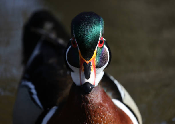 face of wood duck in water