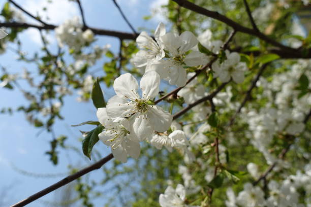 istock Some white flowers of cherry tree against blue sky in April 1403220806