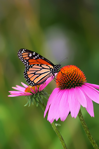 Monarch Butterfly on  Purple Coneflower in Chicago ,Illinois