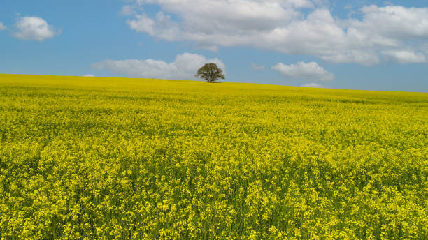 istock A tree standing alone among yellow flowers and a magnificent sky view. solitude, hope and freedom. 1403221022