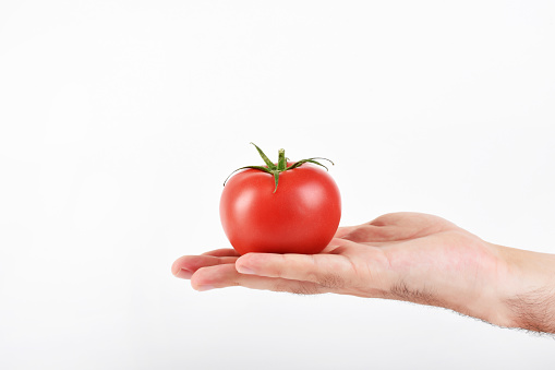 Hand holding tomato on the white background