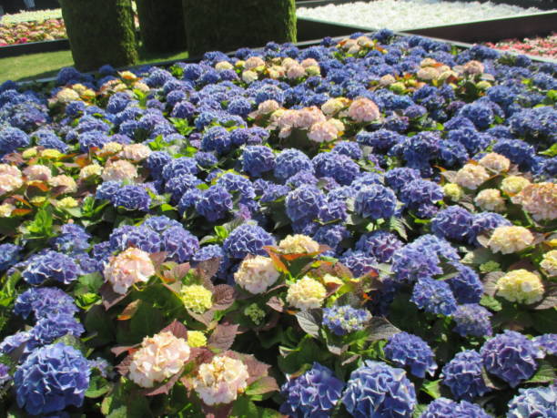 istock Hydrangea with bright blue and pink that blooms beautifully in the spring flowerbed 1403222103