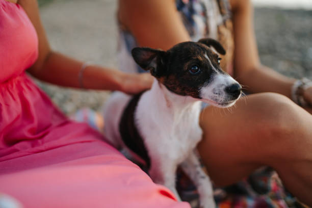 istock Enjoying summer vacation in great company 1403223284