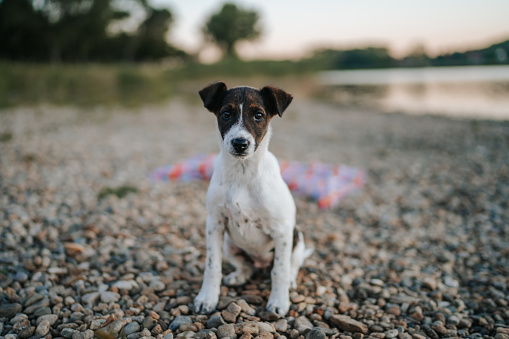 Cute puppy sitting on lake shore and looking at camera