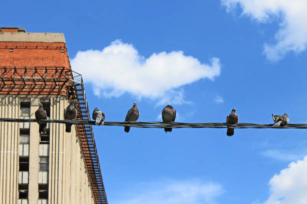 istock flock of pigeons sits on a black wire 1403223884