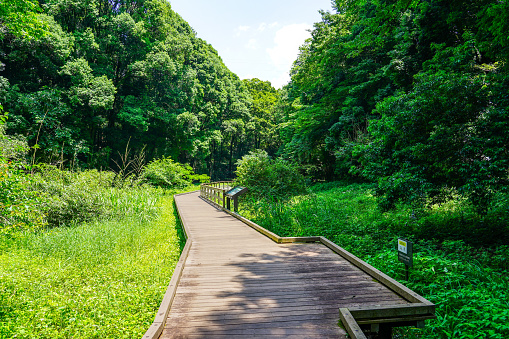 On a sunny day in June 2022,a boardwalk of a marshland surrounded by fresh greenery at Higashitakane Forest Park in Kawasaki City,Kanagawa Prefecture.
