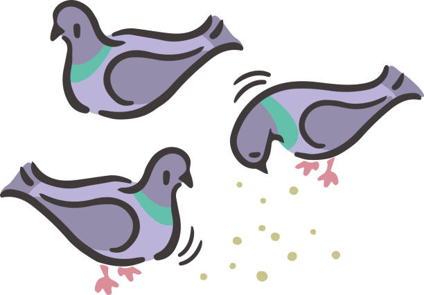 Pigeon Cartoon Illustrations, Royalty-Free Vector Graphics & Clip Art -  iStock