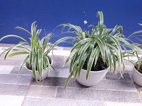 plant, potted plant, spider plant, home interior