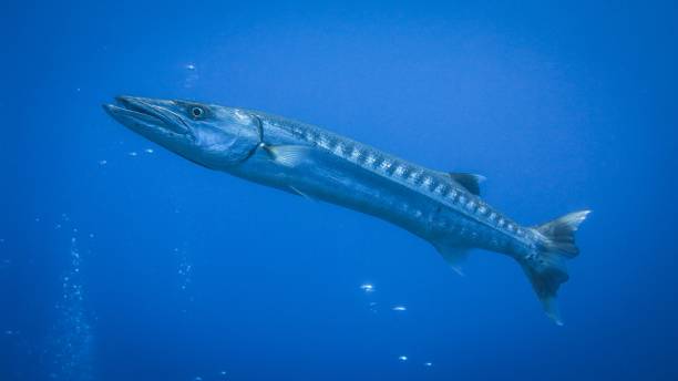 pesce barracuda - barracuda foto e immagini stock