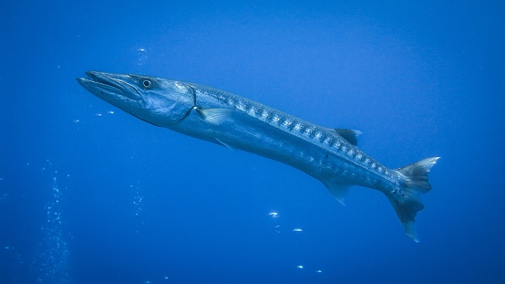 Barracuda swim alone in deep sea.