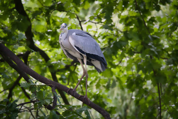 Grey heron on a tree. Bird stands on a branch and lurks for prey. Animal photo Grey heron on a tree. Bird stands on a branch and lurks for prey. Animal photo from nature big blue crane stock pictures, royalty-free photos & images