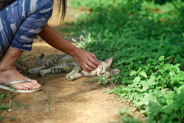 Woman hand stroking a gray tabby cat