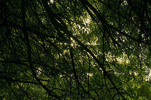 The summer sun shines through the thick branches and lush foliage of the tree, creating a bizarre pattern of branches and light, a natural beautiful abstraction