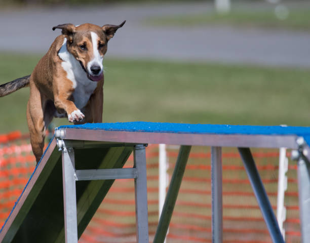 agilidade cão escalando cão passeio - pet fair - fotografias e filmes do acervo