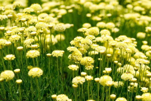 istock Santolina chamaecyparissus flower bed in bloom 1403239776
