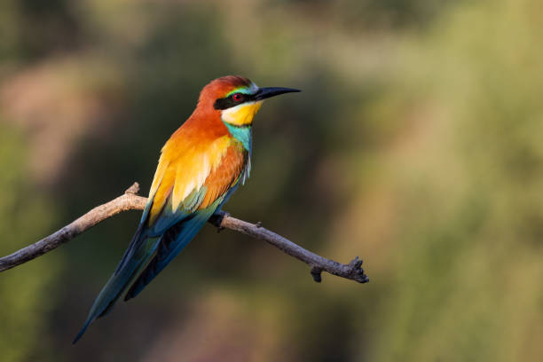 istock bee-eater sits on a branch at sunrise 1403240166